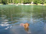 Les Goldens s'endorment facilement...